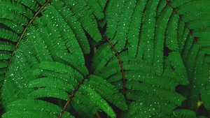 Plant, Leaves, Branches, Rain droplets, Dew Drops, Rain drops, Green, 4K wallpaper