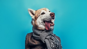 Siberian Husky, Animals, Dog, 4K wallpaper