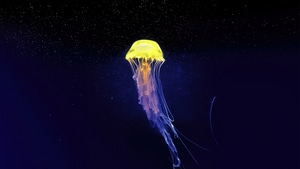Jellyfish, Underwater, Animals, Photography, 4K wallpaper